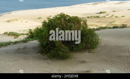 Herrlicher Blick auf die sandigen Grauen Dünen an der Kurischen Nehrung. Das Konzept von Tourismus und Erholung. Stockfoto