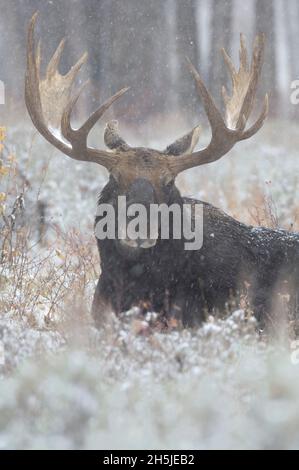 Bullmoose (Alces Alces) ruht während eines Schneefalls im Oktober im Grand Teton National Park, Wyoming, USA. Stockfoto