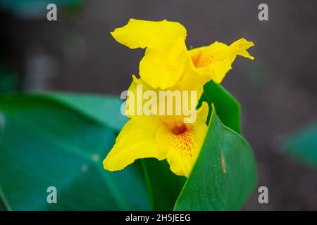 Eine gelbe Canna-Blume blüht wunderschön auf dem Rasen Stockfoto