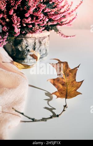 Stillleben im Herbst. Trockene Eichenblätter, rosafarbener Heidekraut-Pflanzentopf und cremefarbener Schal auf weißem Tisch. Natürliches Licht, Sonnenlicht mit starken langen Schatten. Minimale Lo Stockfoto