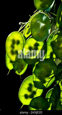 Eine Nahaufnahme von Honesty-Pflanzen-Samenpfoten (Lunaria annua) mit Hintergrundbeleuchtung, die die Samen im Inneren vor einem dunklen Hintergrund zeigt Stockfoto