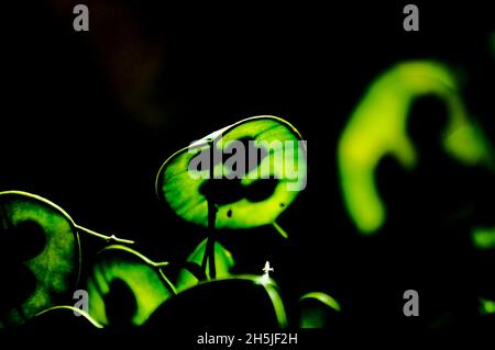 Eine Nahaufnahme von Honesty-Pflanzen-Samenpfoten (Lunaria annua) mit Hintergrundbeleuchtung, die die Samen im Inneren vor einem dunklen Hintergrund zeigt Stockfoto