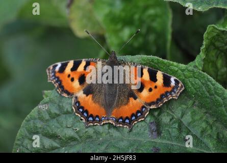 Ein kleiner Schildpatt-Schmetterling (Aglais urticae), der in Großbritannien auf einem grünen Blatt ruht Stockfoto