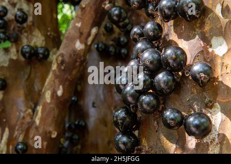 jabuticaba Baum beladen mit jabuticaba in einem Obstgarten während des Tages gesehen Stockfoto