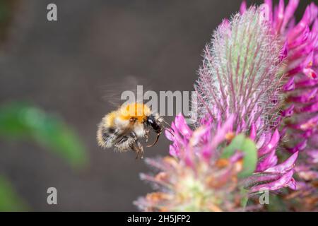 Gemeine Carder Bee - Bombus Pascuorum - bestäubt Eine Blüte von Trifolium Rubens Stockfoto