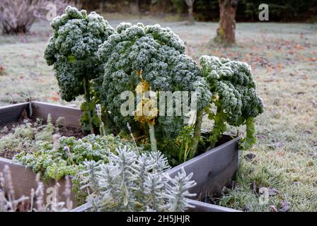 Grünkohl oder Blattkohl Brassica oleracea im Spätherbst im Freien, im Frühherbst mit Reif bedeckt. Stockfoto