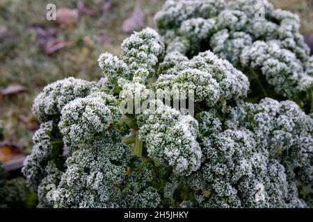Grünkohl oder Blattkohl Brassica oleracea im Spätherbst im Freien, im Frühherbst mit Reif bedeckt. Stockfoto