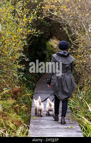 Eine Frau geht mit ihren Hunden auf einem Gehweg in Marazion Marshes, Cornwall, Großbritannien. Stockfoto