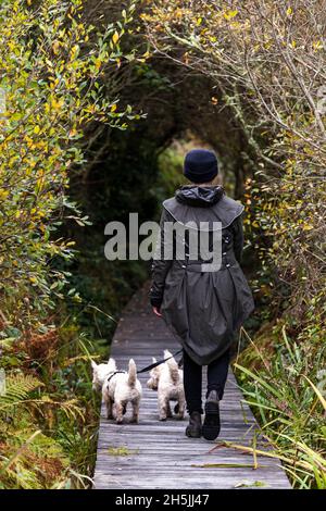 Eine Frau geht mit ihren Hunden auf einem Gehweg in Marazion Marshes, Cornwall, Großbritannien. Stockfoto