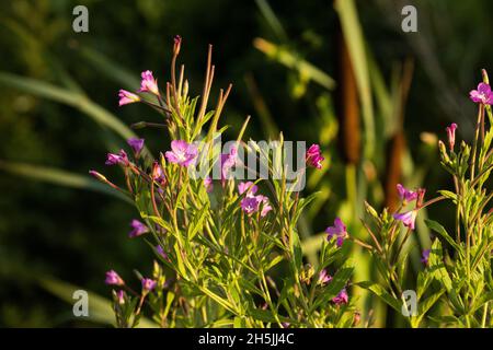 Blühender großer Weideweg, Epilobium hirsutum an einem späten Sommerabend in estnischer Natur. Stockfoto