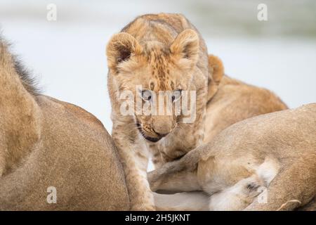 Löwenjunge (Panthera leo) verspielt. South Luangwa National Park, Sambia Stockfoto