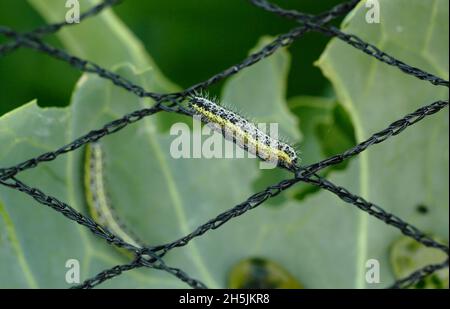 Pieris brassicae larva. Gefräßige große weiße Schmetterlingslarve, die sich nach falschem Schutznetz von Kohlpflanzen ernährt. VEREINIGTES KÖNIGREICH Stockfoto