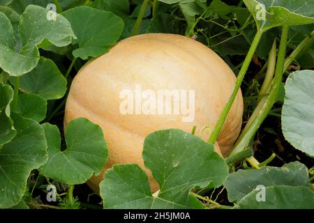 CUCURBITA MAXIMA. PAZIFISCHER RIESENKÜRBIS Stockfoto