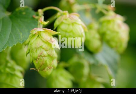 Humulus lupulus ‘Golden Tassels’ Hopfen blüht auf der Rebe. VEREINIGTES KÖNIGREICH Stockfoto