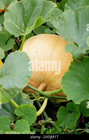 CUCURBITA MAXIMA. KÜRBIS „PAZIFISCHER RIESE“. Stockfoto