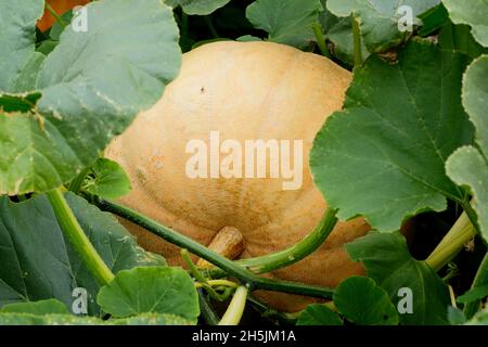 CUCURBITA MAXIMA. PAZIFISCHER RIESENKÜRBIS Stockfoto