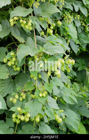 Humulus lupulus ‘Golden Tassels’ Hopfen blüht auf der Rebe. VEREINIGTES KÖNIGREICH Stockfoto