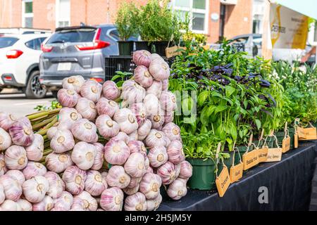 Frische Knoblauchzwiebeln und Topfkräuter auf dem Outdoor Farmers Market Stockfoto