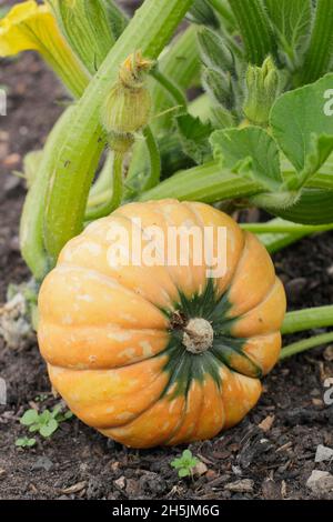 Cucurbita maxima. Winterkürbis „Golden Nugget“, der auf einem britischen Gemüseparzelle zur Reife gelangt Stockfoto