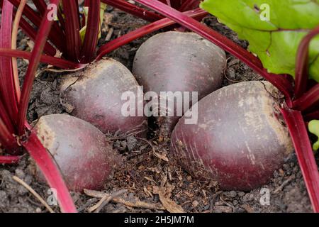 Rote Bete. Beta vulgaris 'Bettollo' F1 Rote Beete bereit für die Ernte. VEREINIGTES KÖNIGREICH Stockfoto