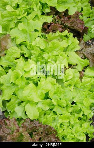 Lactuca sativa Salat 'Salatschüssel' rot und grün gemischt - geschnitten und wieder kommen loser Blattsalat bereit zum Pflücken. VEREINIGTES KÖNIGREICH Stockfoto