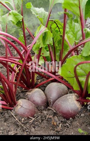 Rote Bete. Beta vulgaris 'Bettollo' F1 Rote Beete bereit für die Ernte. VEREINIGTES KÖNIGREICH Stockfoto