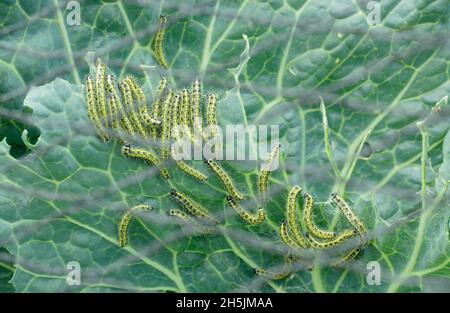 Pieris brassicae larva. Gefräßige große weiße Schmetterlingslarve, die sich nach falschem Schutznetz von Kohlpflanzen ernährt. VEREINIGTES KÖNIGREICH Stockfoto