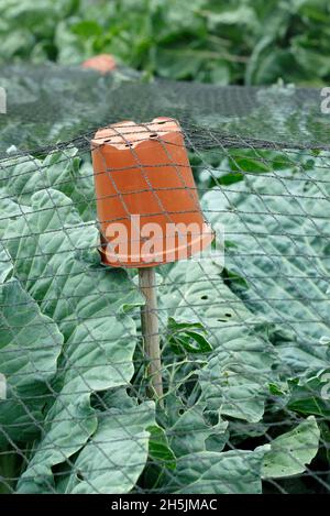Rohrauflage. Pflanzentöpfe aus Kunststoff auf Bambusstöcken, die zur Unterstützung von Netzen über Brassiken verwendet werden, um Schäden durch Vögel zu verhindern. VEREINIGTES KÖNIGREICH Stockfoto