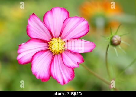 Cosmos bipinnatus. Cosmos 'Candy Stripe' - weiße Blütenblätter mit rosa eingespritzt. VEREINIGTES KÖNIGREICH Stockfoto