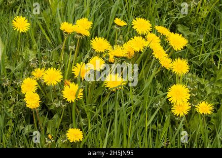 Nahaufnahme eines leuchtend gelben Löwenzahns, Taraxacum officinale Blume auf einer estnischen Wiese im Frühling. Stockfoto