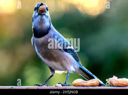 Bluejay kommt auf dem Deck an, um die Erdnüsse zu schlemmen Stockfoto