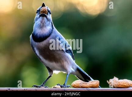 Bluejay kommt auf dem Deck an, um die Erdnüsse zu schlemmen Stockfoto