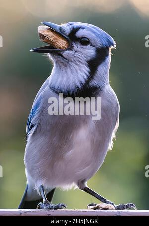 Bluejay kommt auf dem Deck an, um die Erdnüsse zu schlemmen Stockfoto