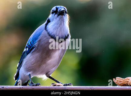 Bluejay kommt auf dem Deck an, um die Erdnüsse zu schlemmen Stockfoto