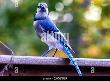 Bluejay kommt auf dem Deck an, um die Erdnüsse zu schlemmen Stockfoto