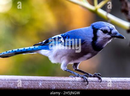 Bluejay kommt auf dem Deck an, um die Erdnüsse zu schlemmen Stockfoto