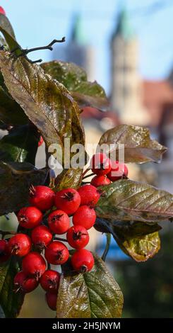 Freyburg, Deutschland. November 2021. Die roten Früchte des Pflaumenblättrigen Weißdorns leuchten vor den Türmen der St. Marien-Kirche in Freyburg. Der Herbst zeigt sich an diesen sonnigen Tagen bunt. Quelle: Hendrik Schmidt/dpa-Zentralbild/ZB/dpa/Alamy Live News Stockfoto