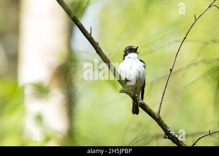 Ausgewachsener männlicher europäischer Rattenfliegenfänger, Ficedula hypoleuca hoch oben und singend an einem sonnigen Frühlingstag in einem borealen Wald. Stockfoto