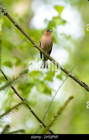 Gewöhnlicher Schaffinch, Fringilla Coelebs hoch oben auf einem kleinen Ast an einem Frühlingsabend im estnischen borealen Wald. Stockfoto