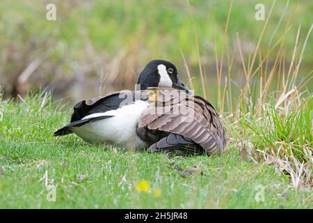 Kanadagans (Branta canadensis). Mutter, die eine Schutzhülle für eintägige Küken bereitstellt. Acadia National Park, Maine, USA. Stockfoto