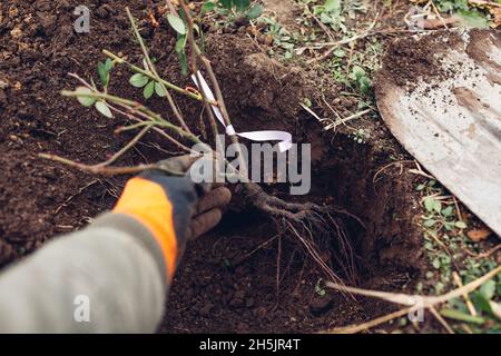 Gärtner pflanzt Rosenbusch im Freien mit Schaufelwerkzeug in den Boden. Herbstarbeiten im Garten. Wurzeln ins Loch setzen Stockfoto