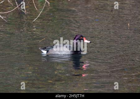 Purpurköpfiger männlicher Mallard (Anas platyrhynchos), der über einen See schwimmt Stockfoto