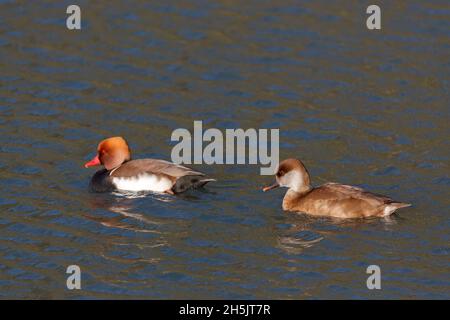 Rotkeule (netta rufina) schwimmen über einen See Stockfoto