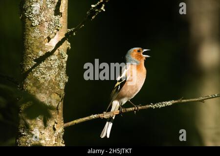 Erwachsener männlicher Schaffinch, Fringilla Coelebs hoch oben und singen am Frühlingsabend im estnischen borealen Wald. Stockfoto