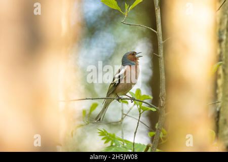 Erwachsener männlicher Schaffinch, Fringilla Coelebs hoch oben und singen am Frühlingsabend im estnischen borealen Wald. Stockfoto