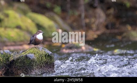 White-throated Dipper (Cinclus cinclus) thront auf einem Felsen im Regen, River Spey, Cairngorms, Schottland Stockfoto