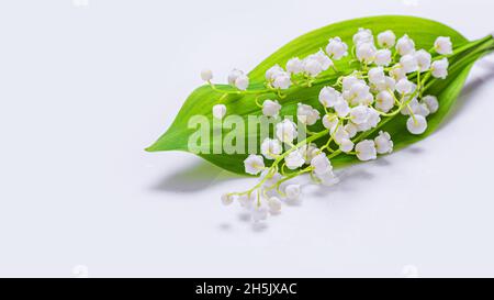 Maiglöckchen, Convallaria majalis, isoliert auf weißem Hintergrund. Stimmungskonzept für Frühlingsferien Stockfoto