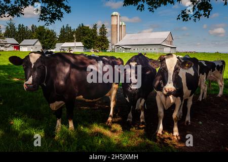 Eine Herde holsteinischer Kühe, die im Schatten eines Baumes auf einem Bauernhof mit Scheune und Silos im Hintergrund stehen; Ontario, Kanada Stockfoto