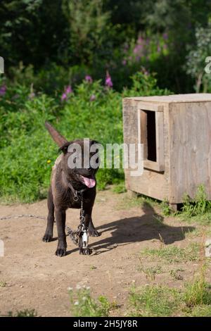 Ein Dorfhund, braun und kurzgefärbt, angekettet vor seiner hundehütte, Interior Alaska; Ruby, Alaska, Vereinigte Staaten von Amerika Stockfoto