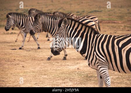 Zebras in Südafrika. Stockfoto